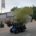 Ein blaues Landmaschinenfahrzeug transportiert eine junge Birke.